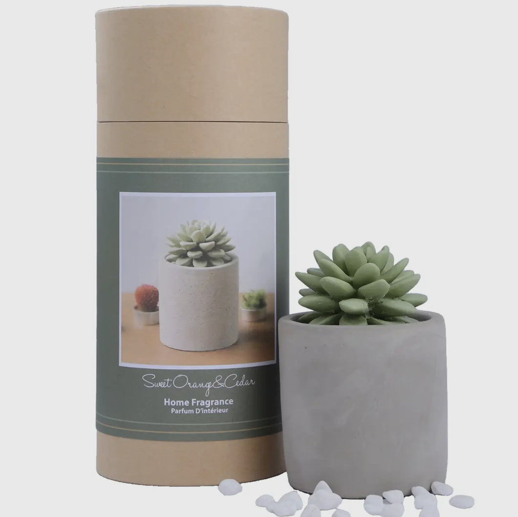 Succulent Diffuser Gift Set | 100ML